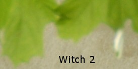 Witch 2